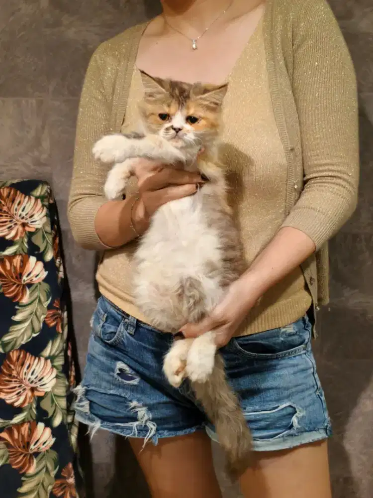 Kitten Persian jantan n betina 4bulan