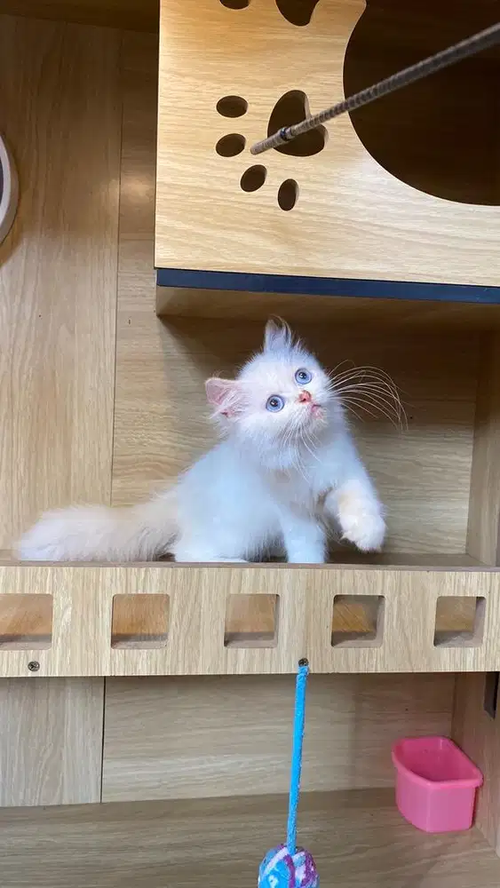 jenis himalaya red point