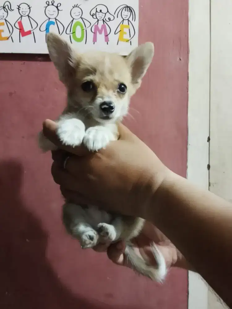 Anak Anjing Ras Chorgie mix Minipom