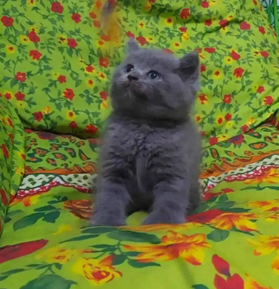 BSH Blue Jantan Line Ped Wcf