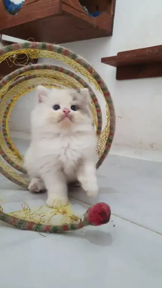 Kitten baby Ragdoll Jantan
