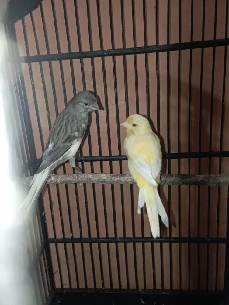 Burung kenari sepasang Starblue x kuning