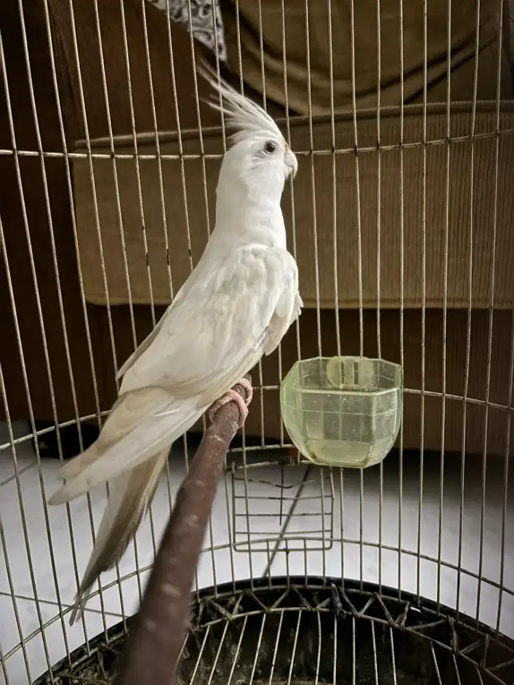 Falk albino mata merah