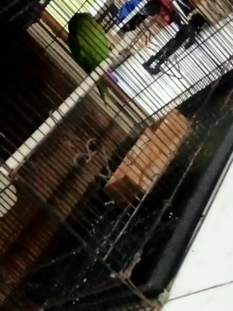 Burung Btet Masih Muda