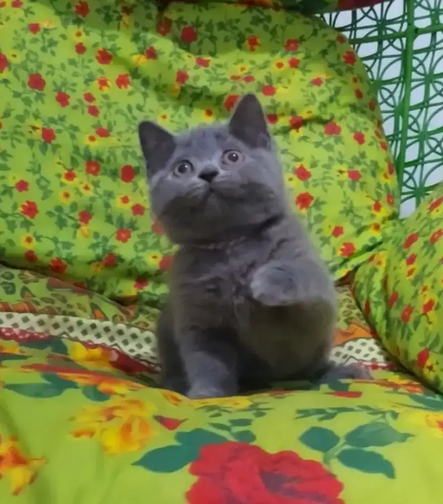 BSH Blue Solid Female Line Ped Wcf