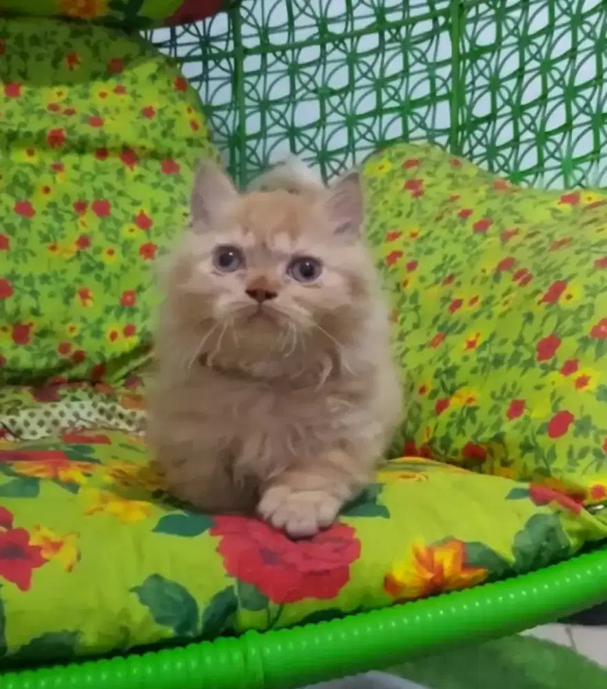 Munchkin Minuete Female Red