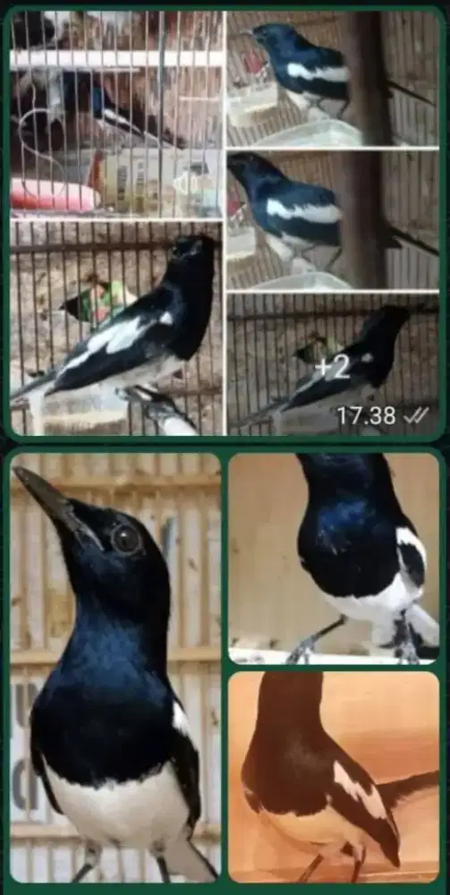 Kacer daput sortiran grade A