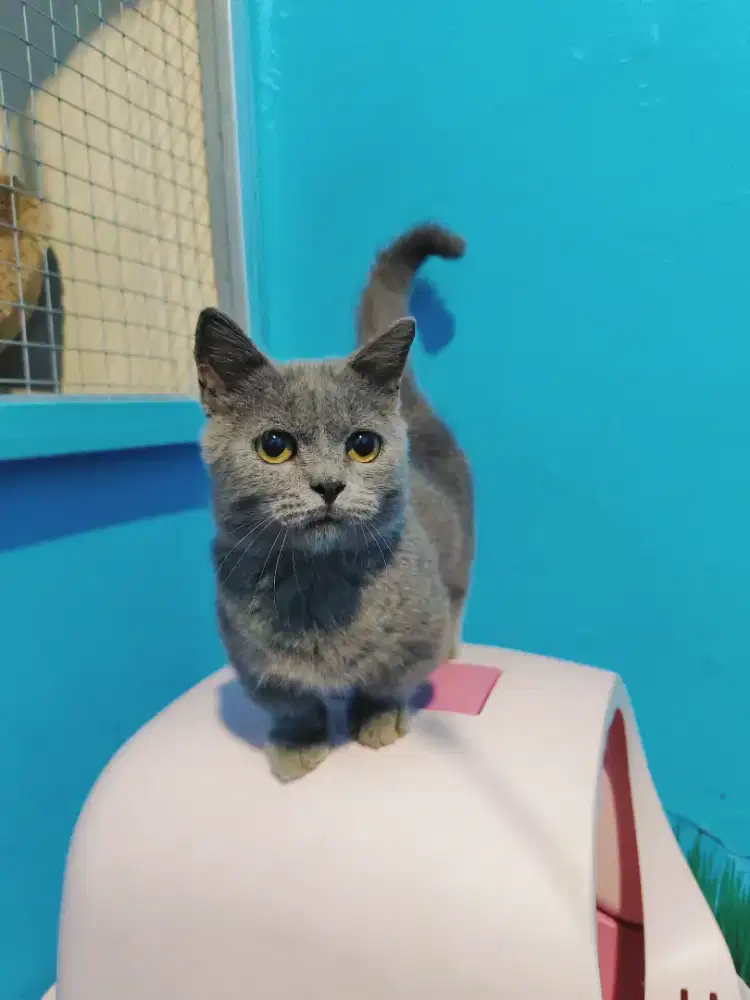 MUNCHKIN BSH BLUE SOLID JANTAN