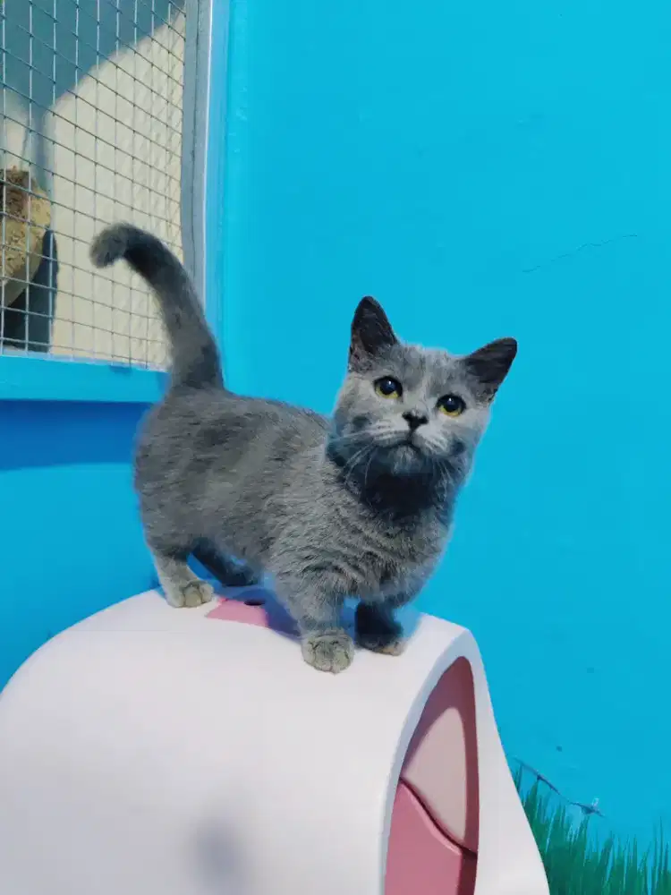 BSH MUNCHKIN JANTAN BLUE SOLID KITTEN