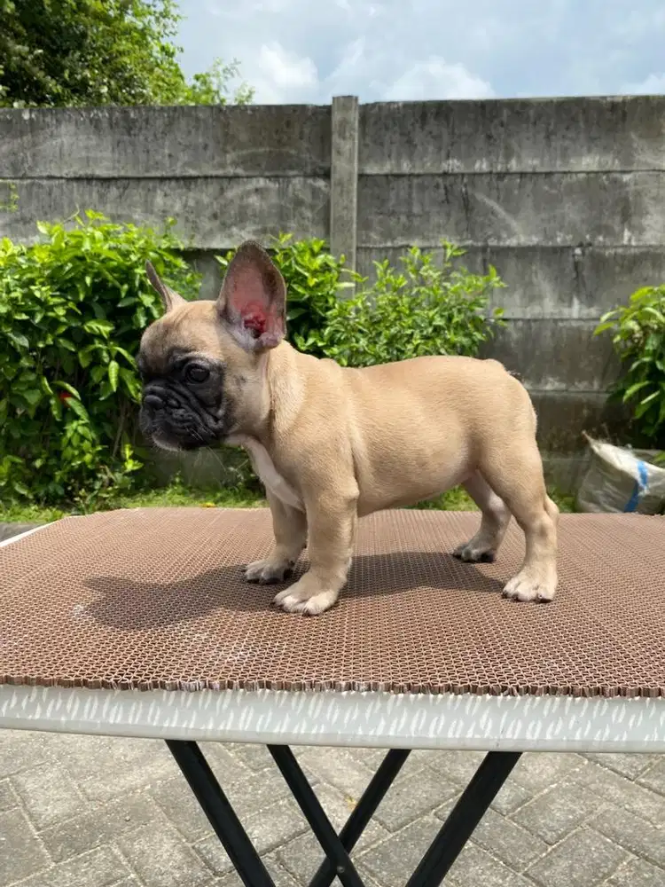 French bulldog betina puppy kualitas dan murah
