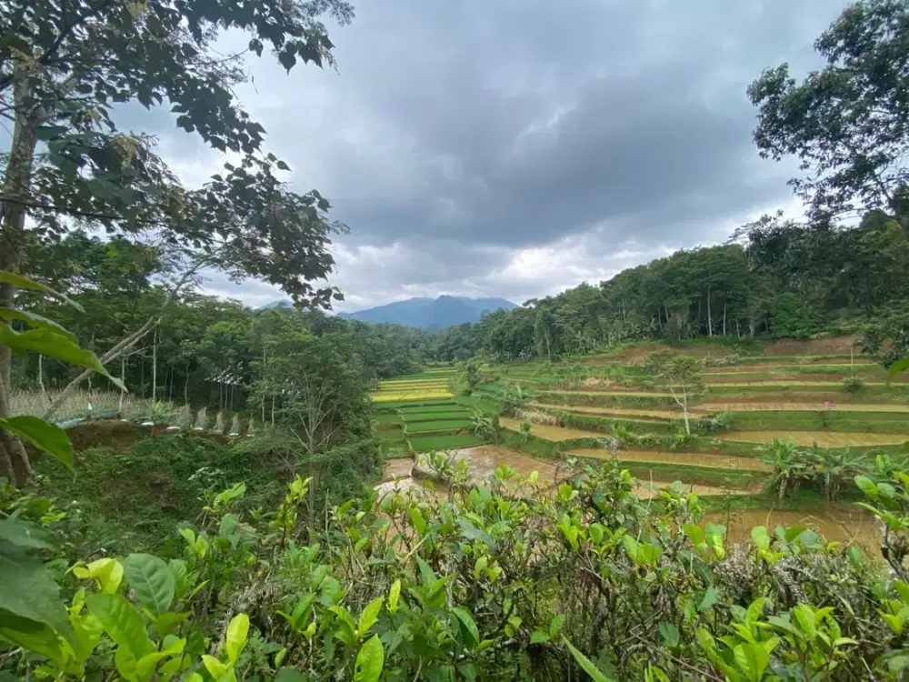 Dijual Murah Tanah Kebun 5000 m2 Daerah Dingin di Bojong Purwakarta