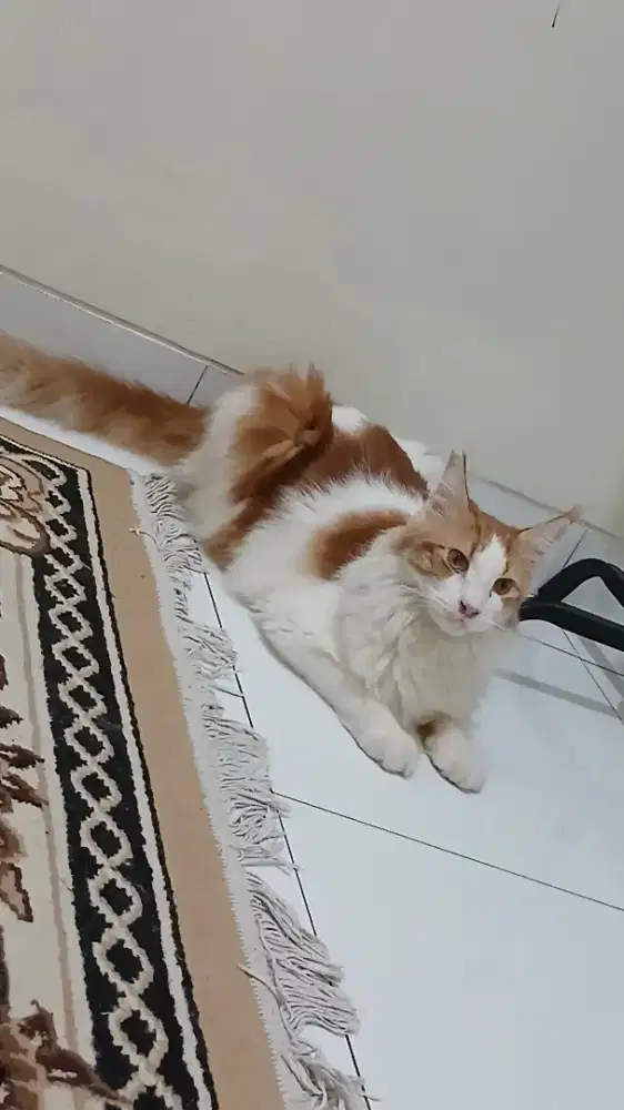 Mainecoon Jantan 2th 11bln