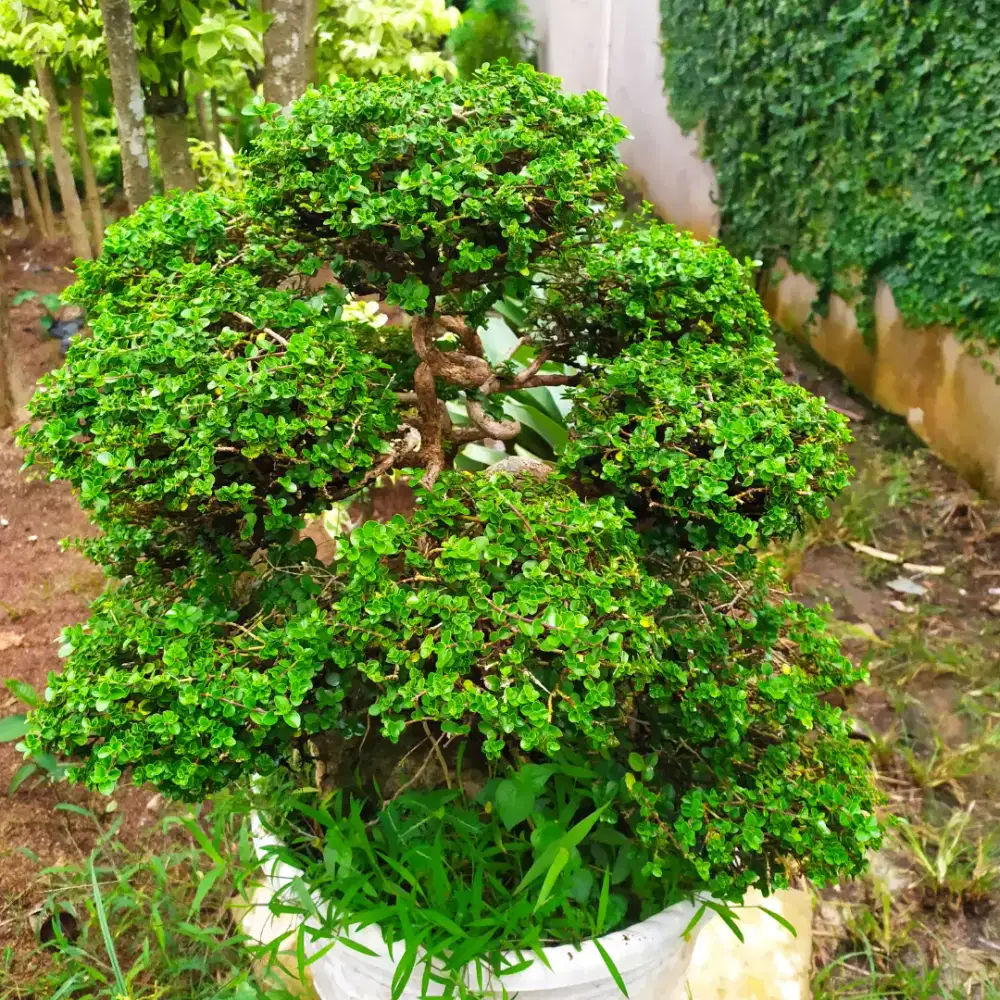 Bonsai Sancang Cantik untuk dekorasi rumah dan taman