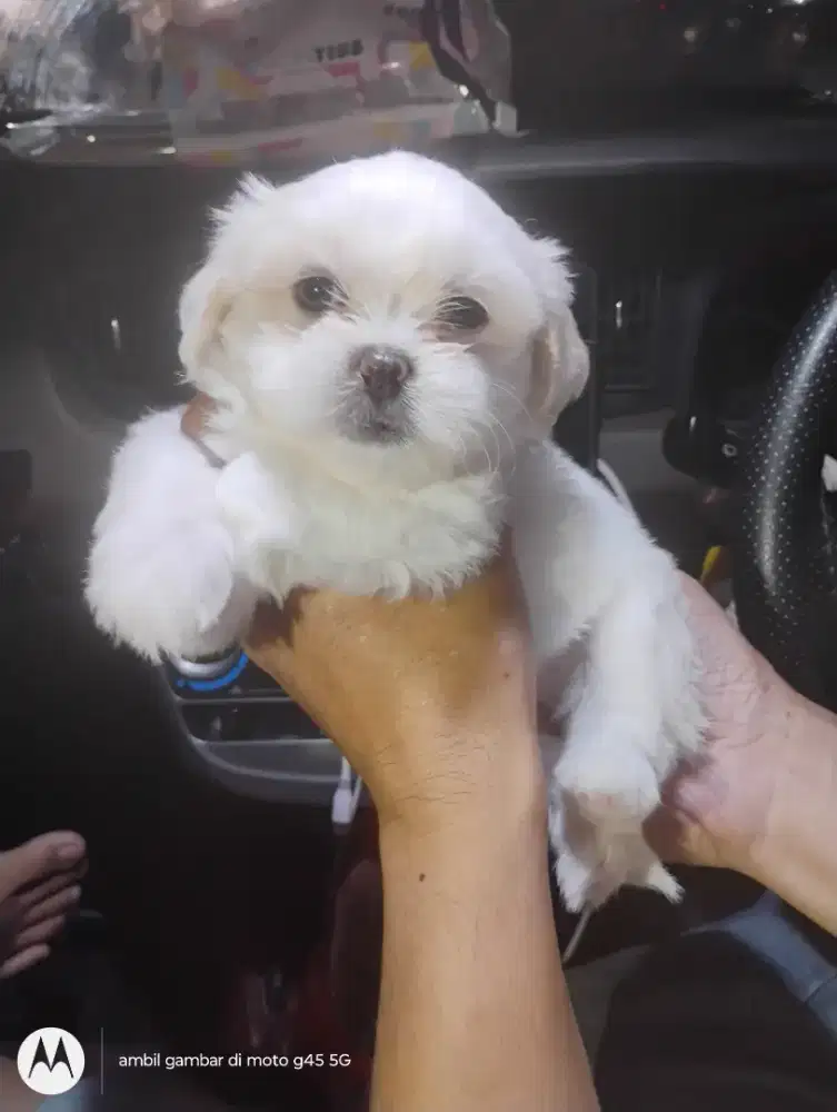 Anjing Betina Malteshu 1,5 bulan gemesin