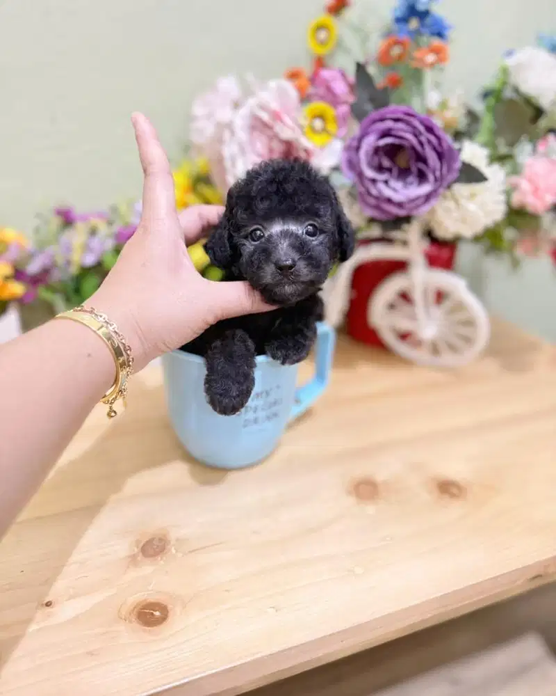 Male teacup silver poodle super cute pudel podel pudle poodel podle