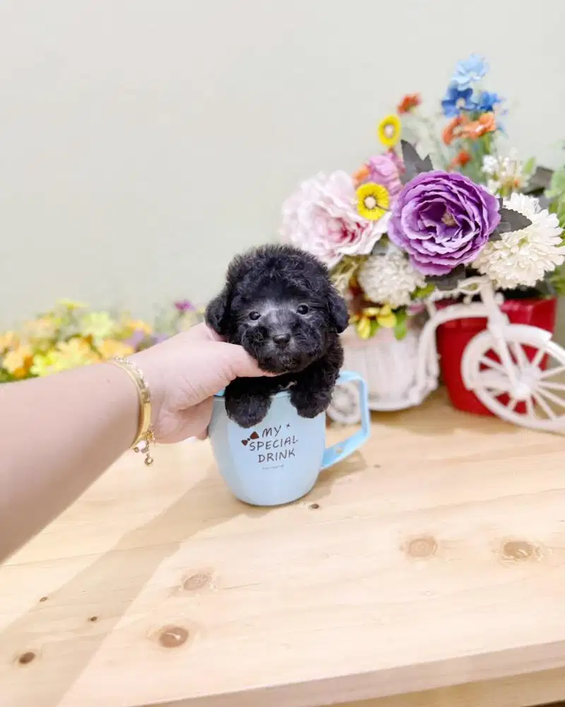 Teacup poodle silver male super imut size kecil poodel pudel podel