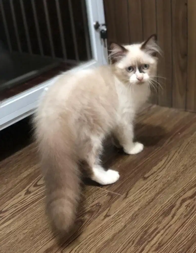 Kucing ragdoll simetris bicolor