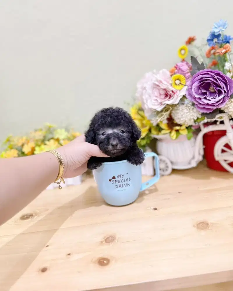 Male silver poodle tea cul size super kecil imut lucu bersertifikat