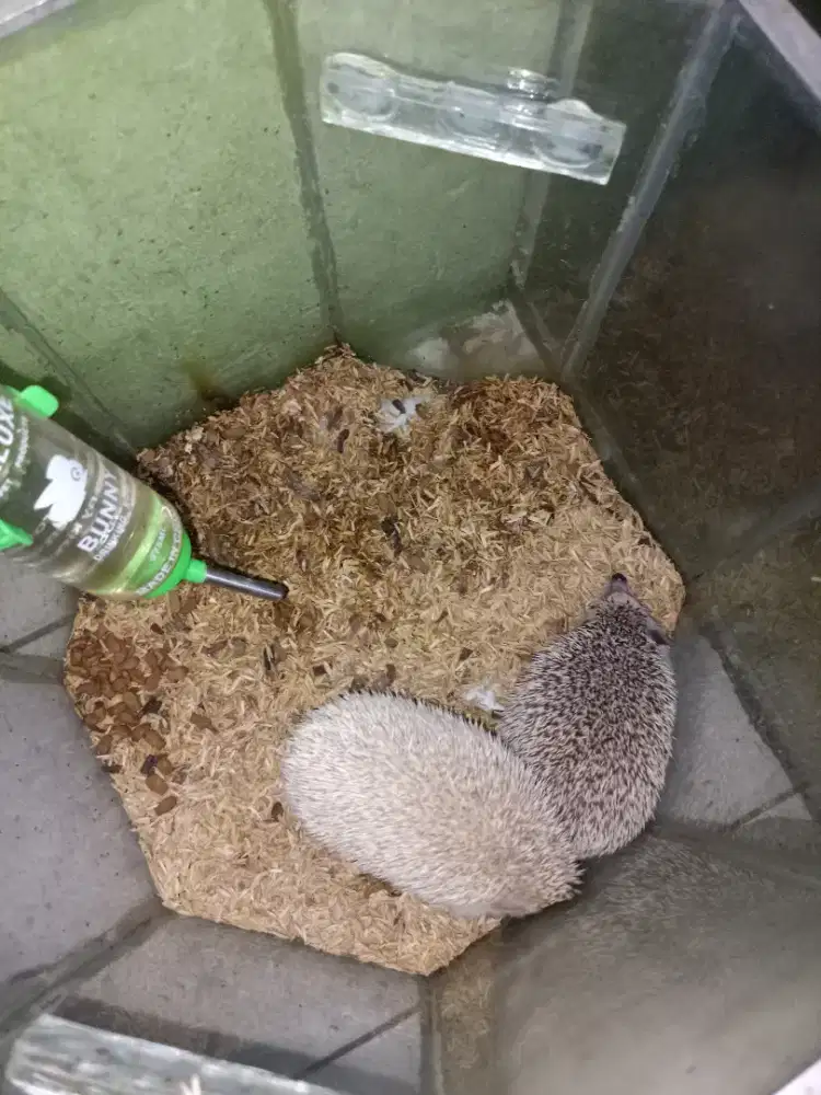 Landak mini indukan sepasang 200rb