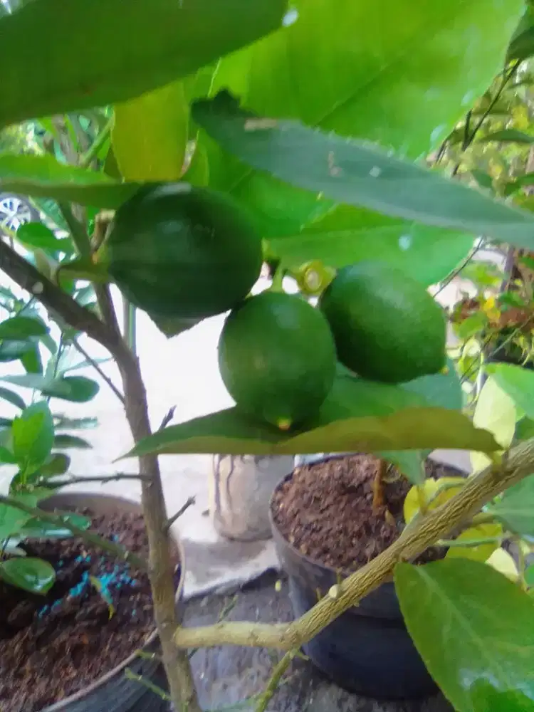 Msncari customer dan pelanggan