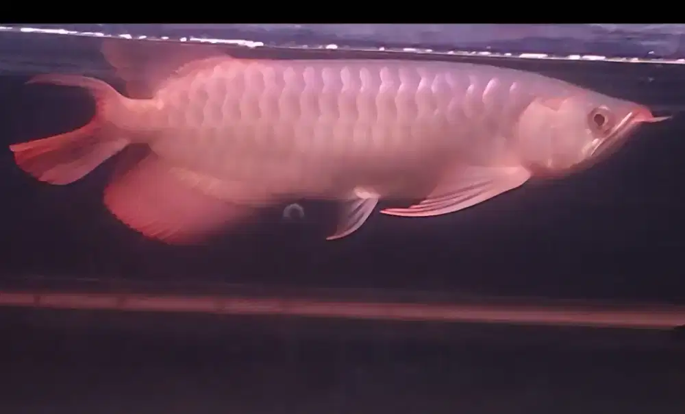 Arwana super red