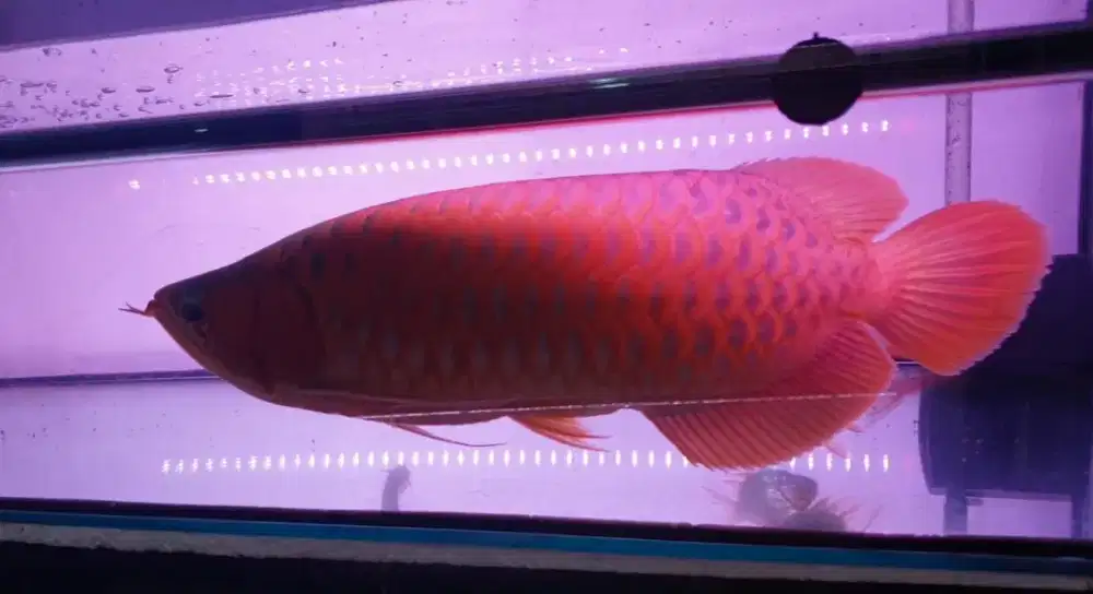 Arwana sr uk 52 cm