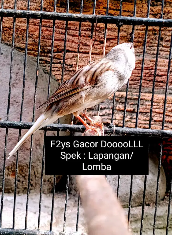 Kenari F2ys Starblue Gacor Joooooosss