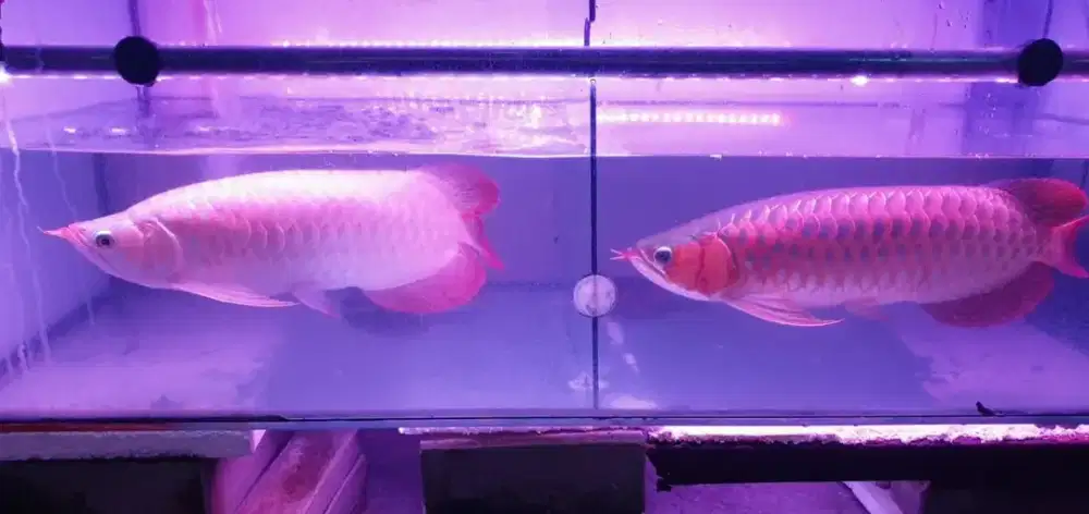 Arwana sr uk 45/47 cm