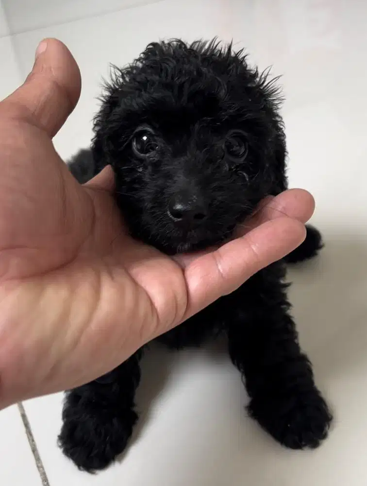 Poodle x tekel betina 2 bulan