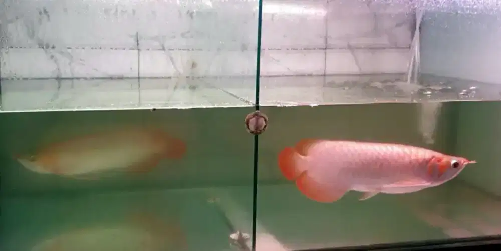 Arwana sr uk 38/40 cm