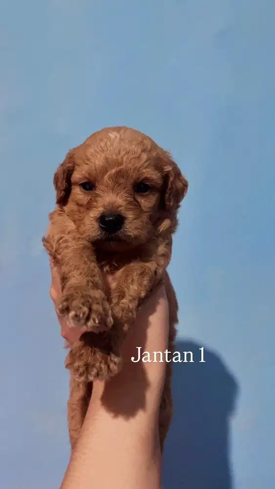 Puppy maltipoo | anak anjing maltese mix poodle, | puppies | doggie