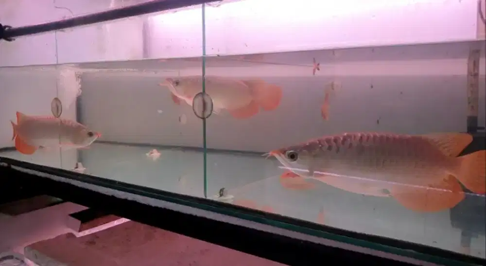 Arwana SB uk 28 cm  mulus