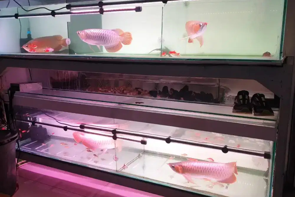 Arwana sr uk 36 / 38 / 40 / 45 / 47 cm