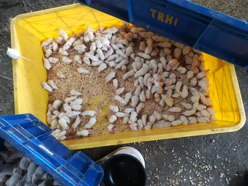 Tikus putih Mencit/Rat