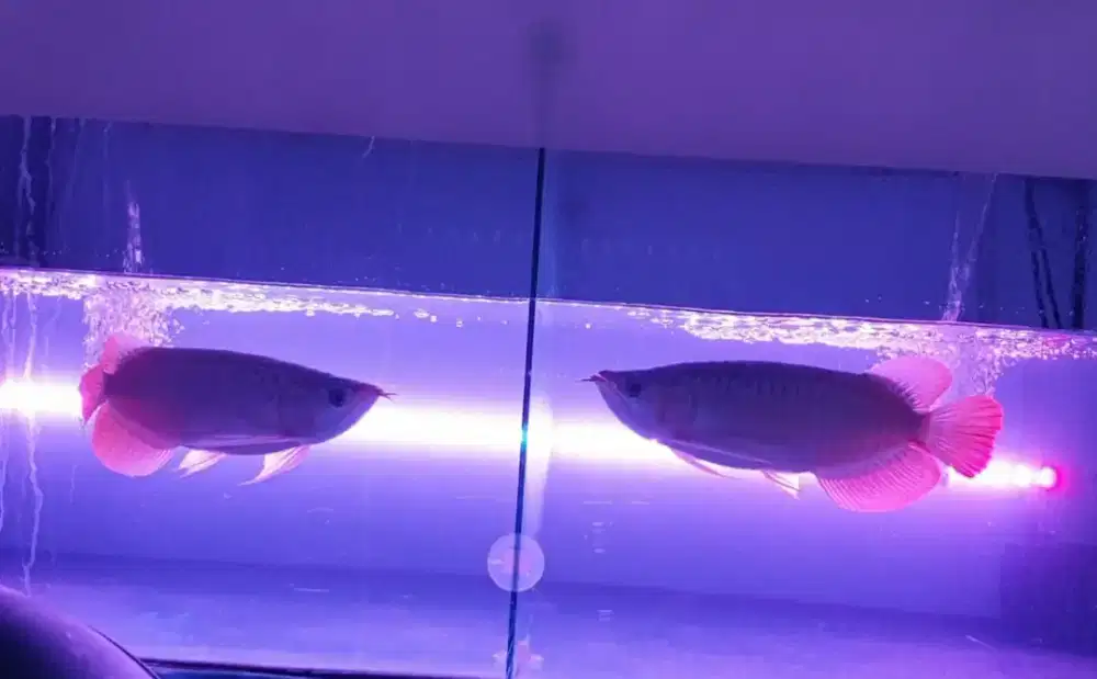 Arwana sr uk 28/30 cm .