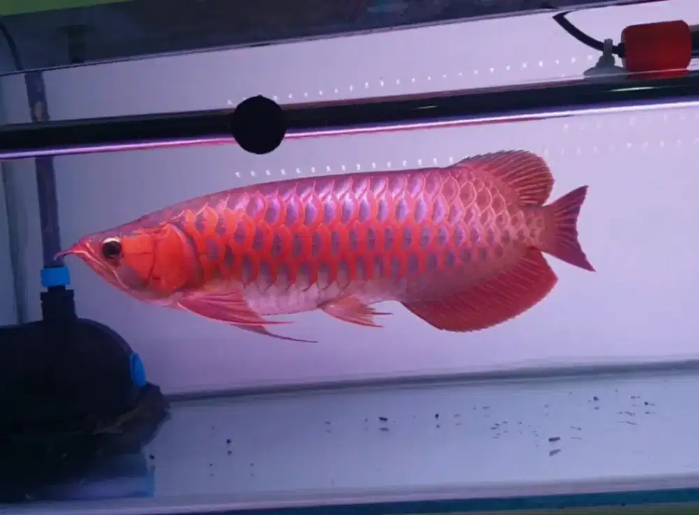 Arwana sr uk 40 cm .