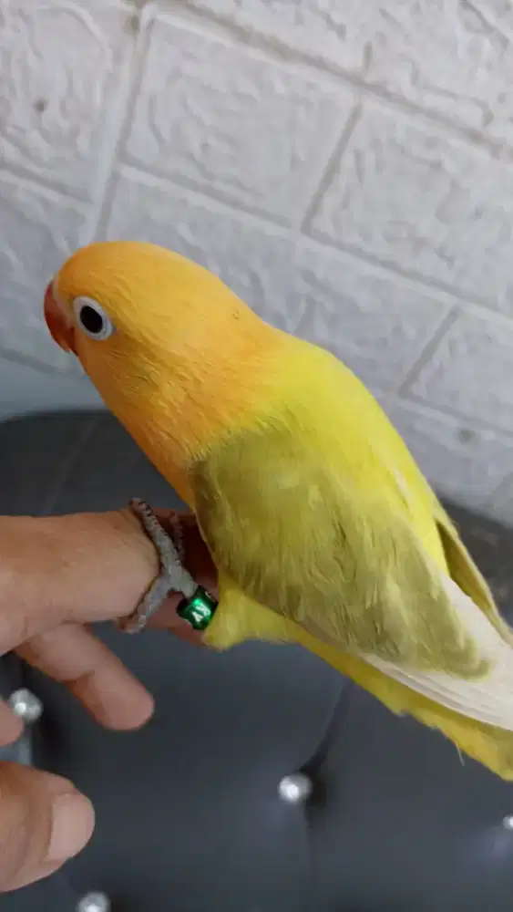 LB biola aqua pastel