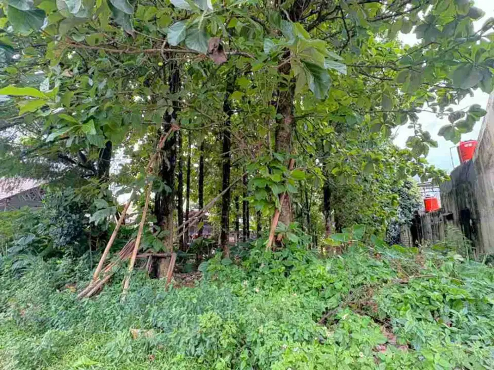 TANAH STRATEGIS BONUS POHON JATI MATANG DI CIBINONG