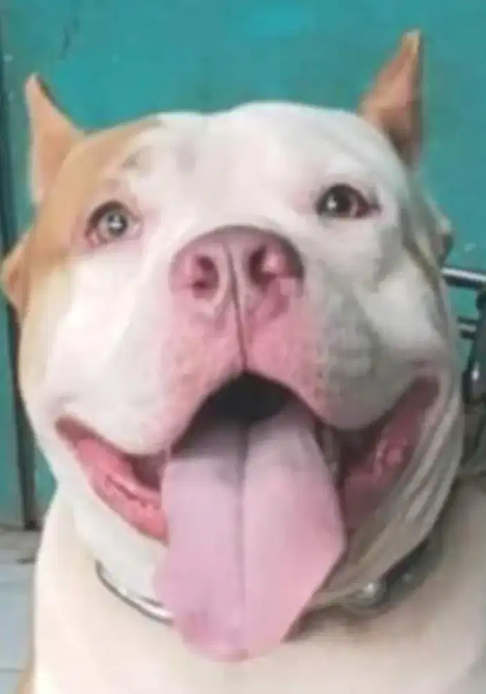 DiJual Anjing Pitbull Apbt Jantan