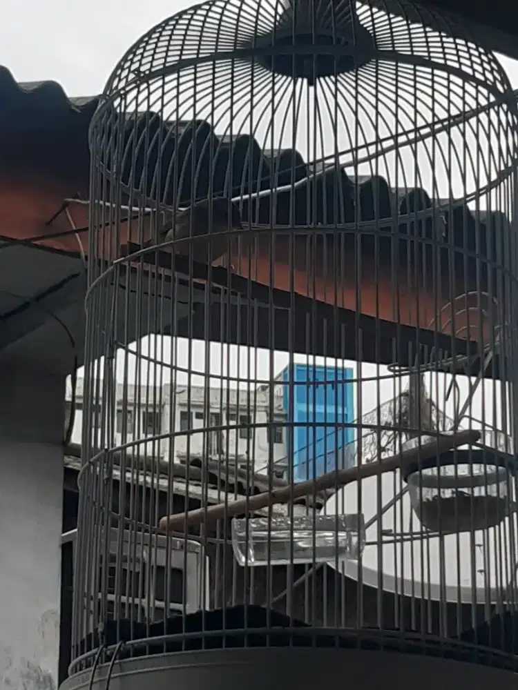 Burung Kerak basi alis hitam (sinchan)