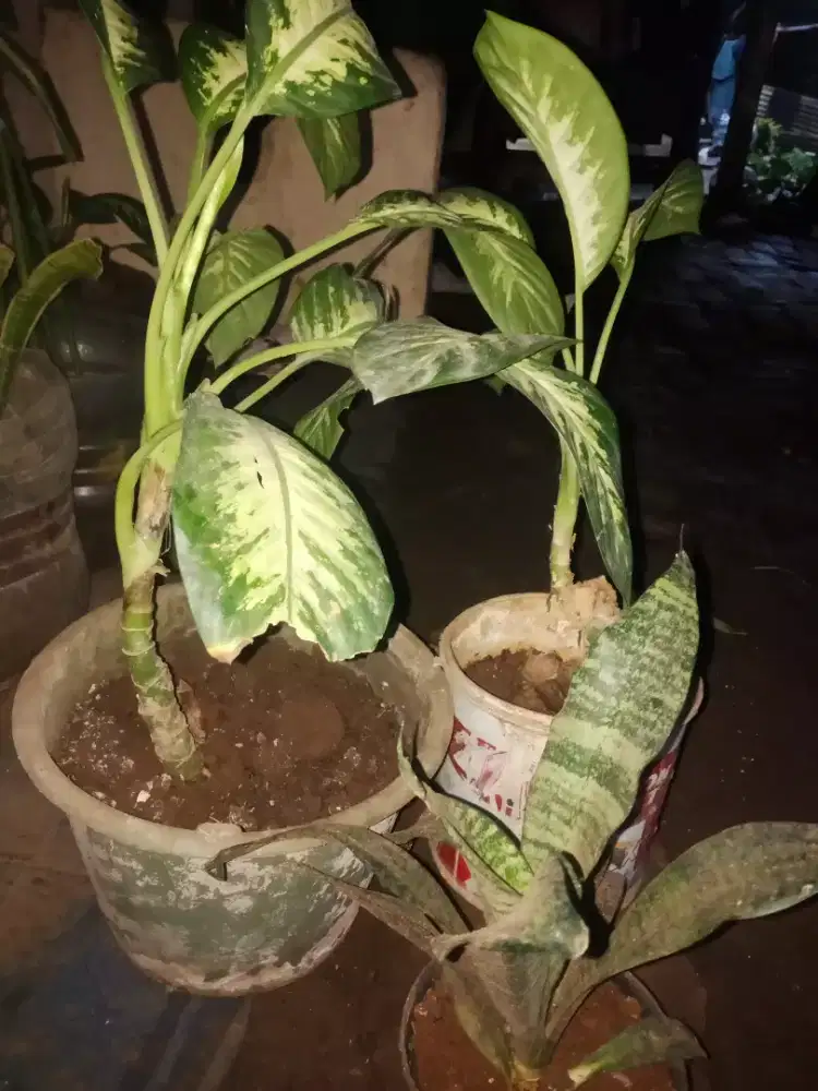 Jual tanaman hias 3 pot 50rb masih subur