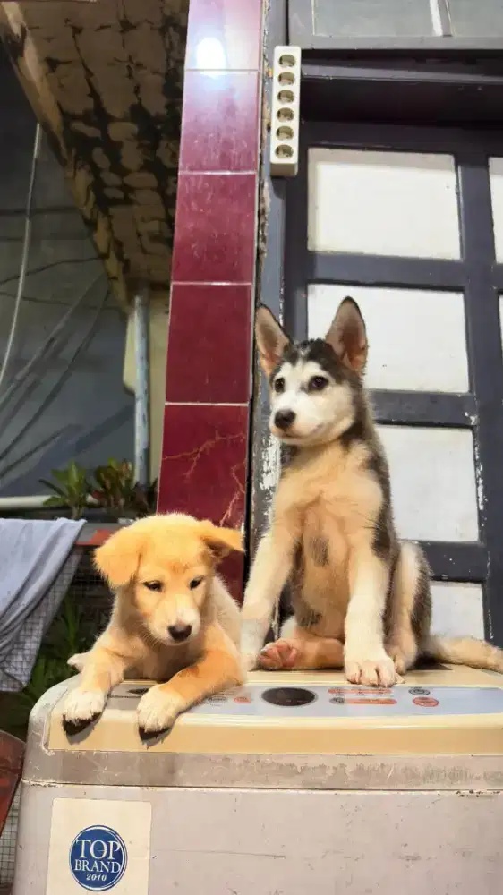 Husky gratis golden mix murmer