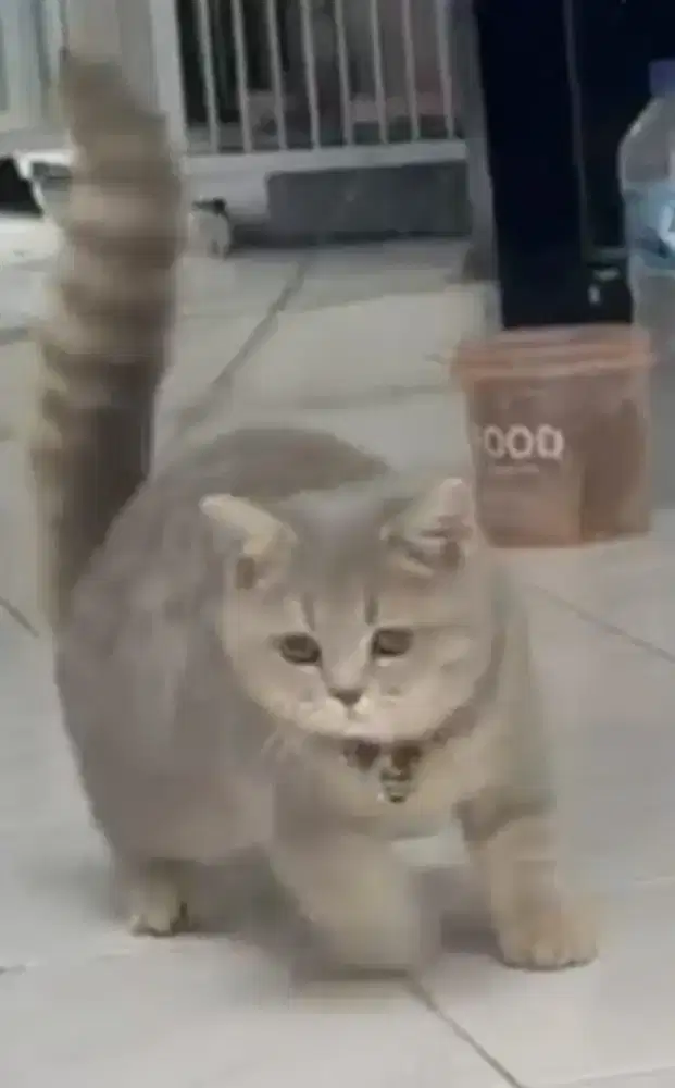 Kucing British short hair