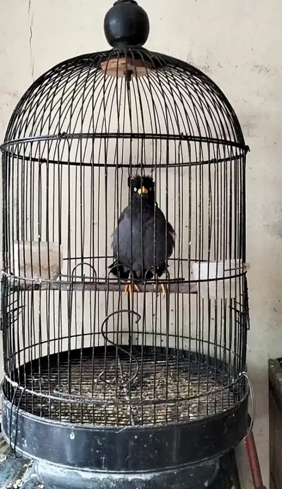 Jalak Kebo Body Jumbo Jantan