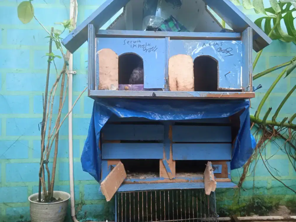 Kandang Burung Tiga ambil sama Burung nya