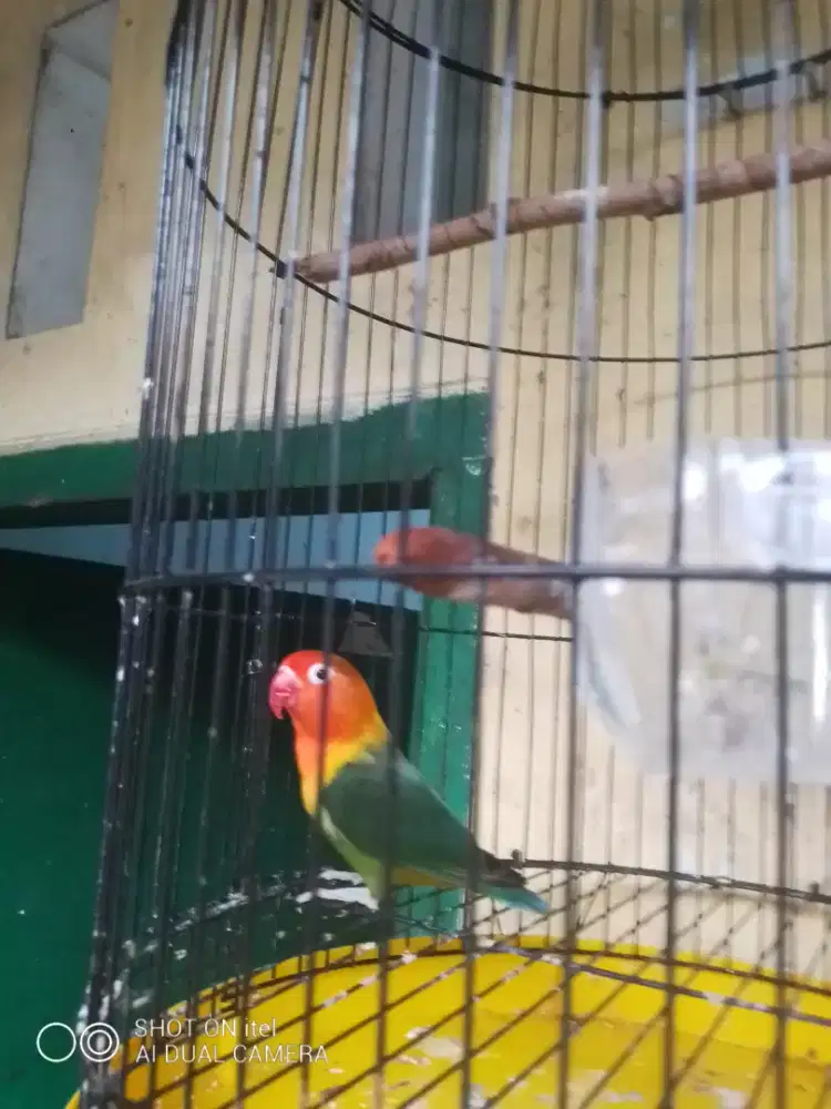 Love bird ewing gold beti di BSD