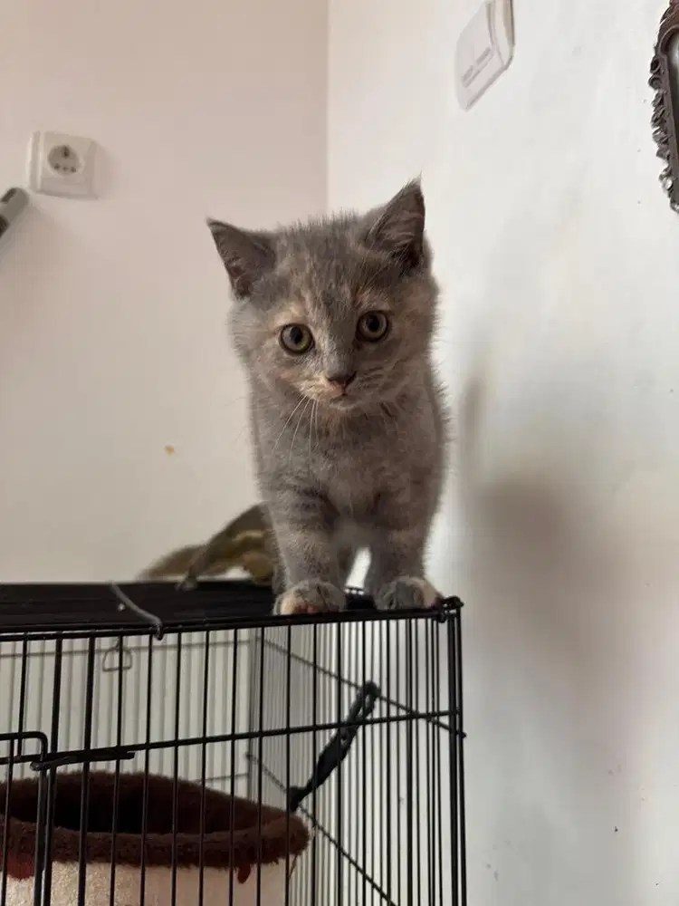 Bsh blue torti non ped