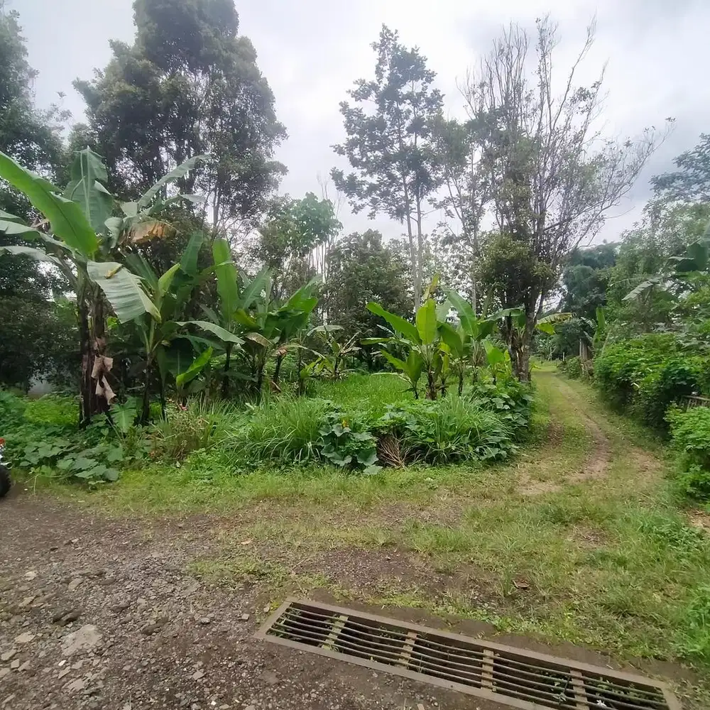 Dijual Tanah Kebun Teh Lawang jalan Utama Kampung