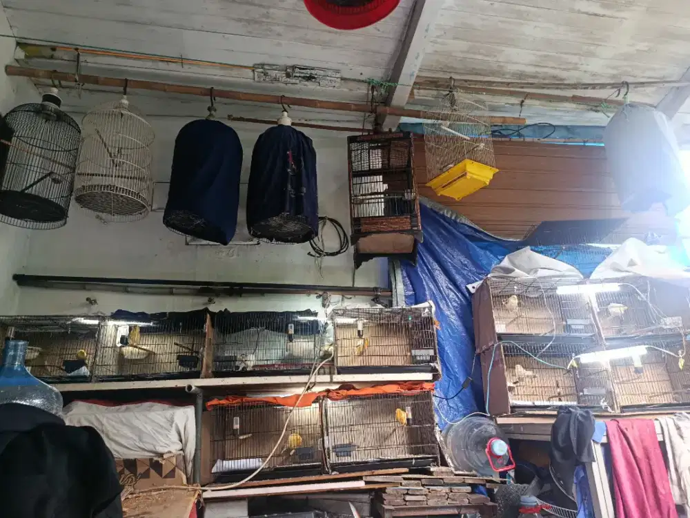 pensi yang mau lanjut ternak burung kenari monggo