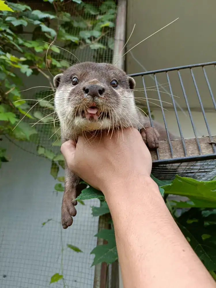 Dijual Murah Otter Jitot